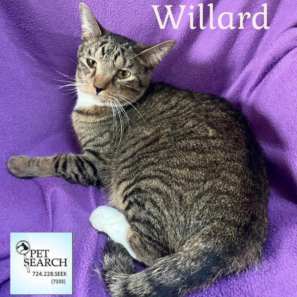 Willard