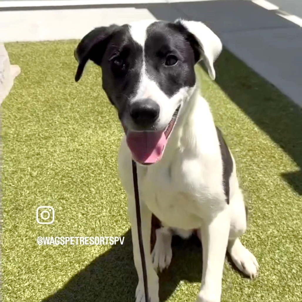 Piper, an adoptable Border Collie, McNab in Prescott, AZ, 86304 | Photo Image 1