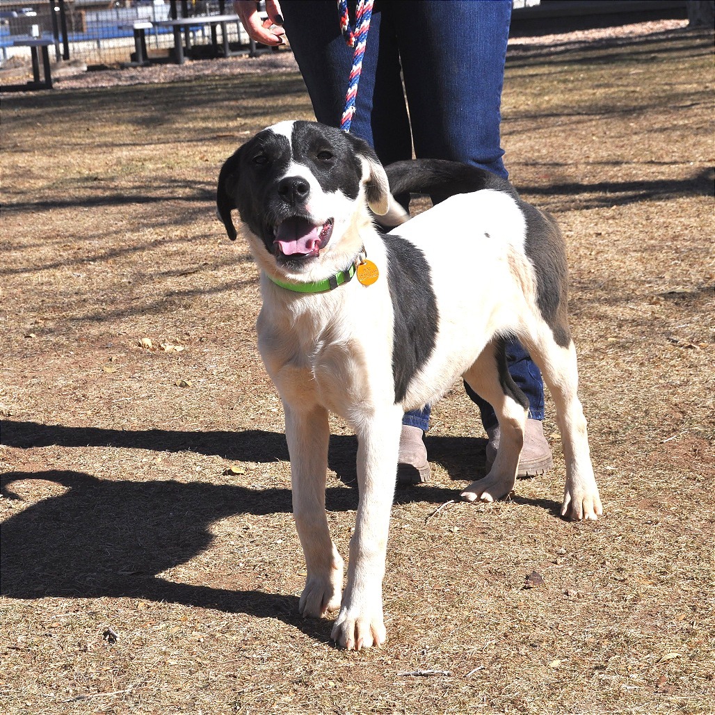 Piper, an adoptable Border Collie, McNab in Prescott, AZ, 86304 | Photo Image 2