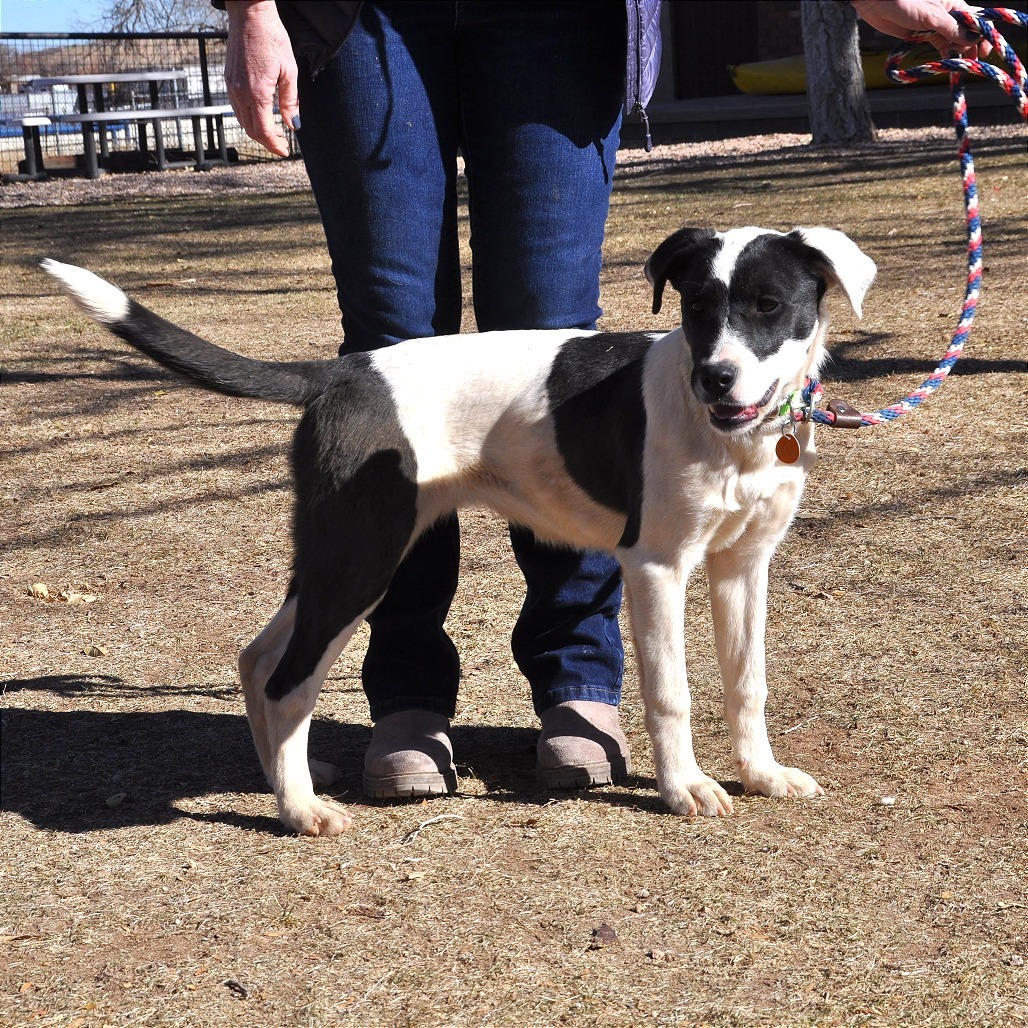 Piper, an adoptable Border Collie, McNab in Prescott, AZ, 86304 | Photo Image 3