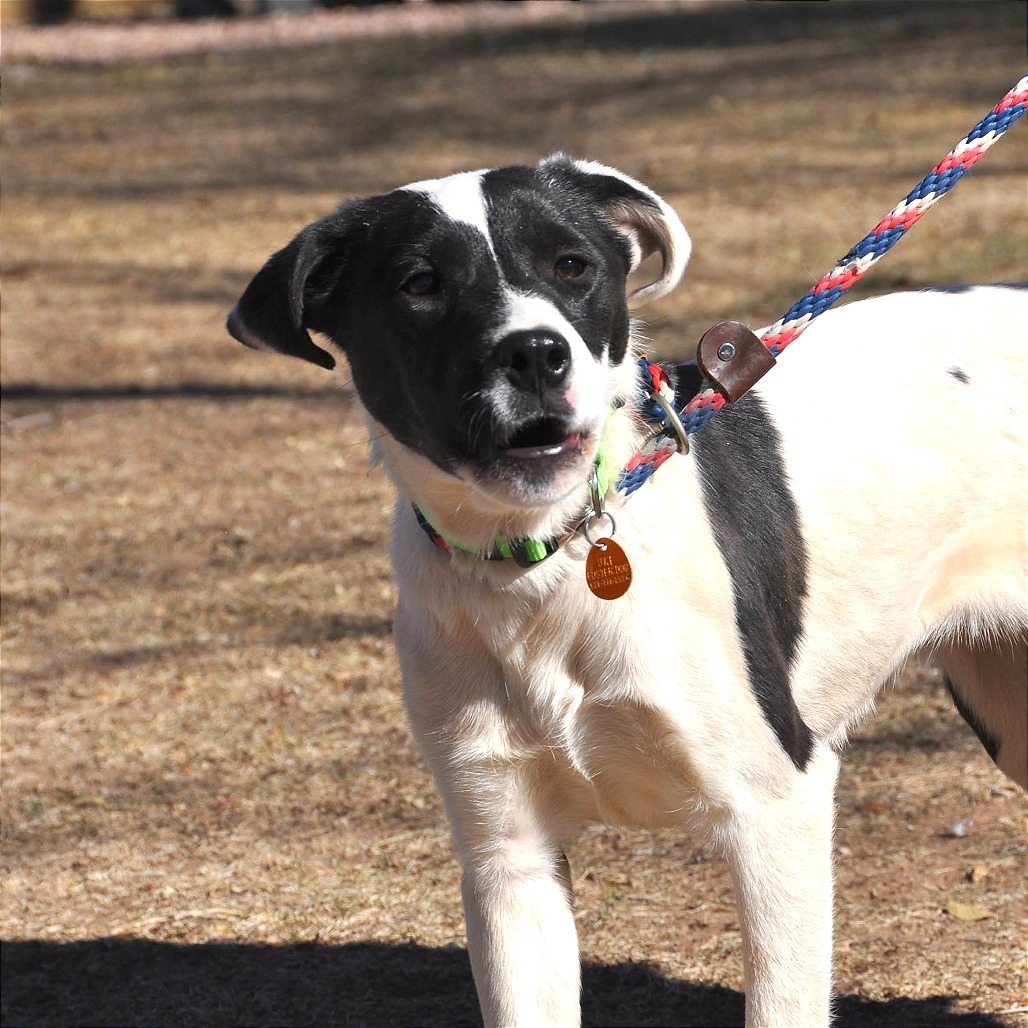 Piper, an adoptable Border Collie, McNab in Prescott, AZ, 86304 | Photo Image 4