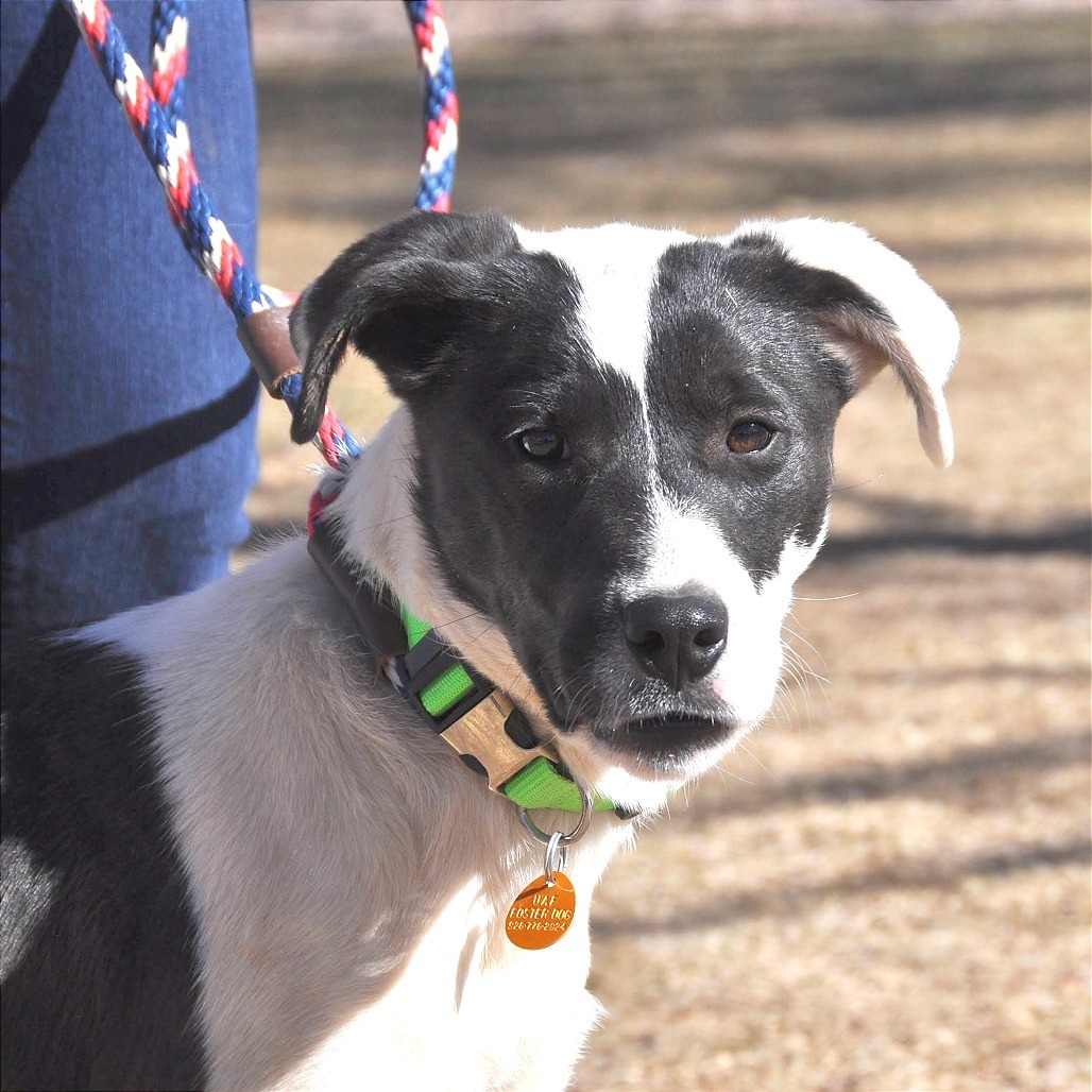 Piper, an adoptable Border Collie, McNab in Prescott, AZ, 86304 | Photo Image 5