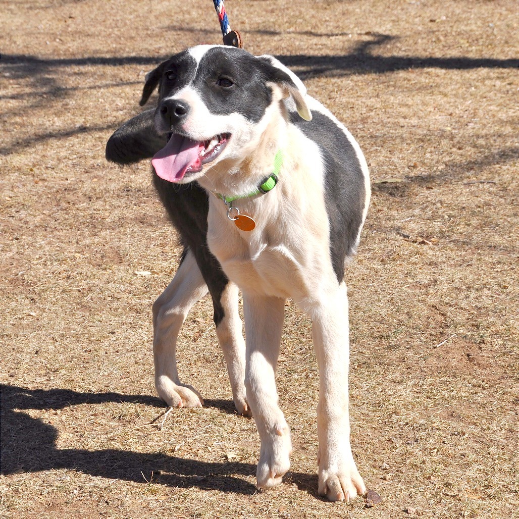 Piper, an adoptable Border Collie, McNab in Prescott, AZ, 86304 | Photo Image 6