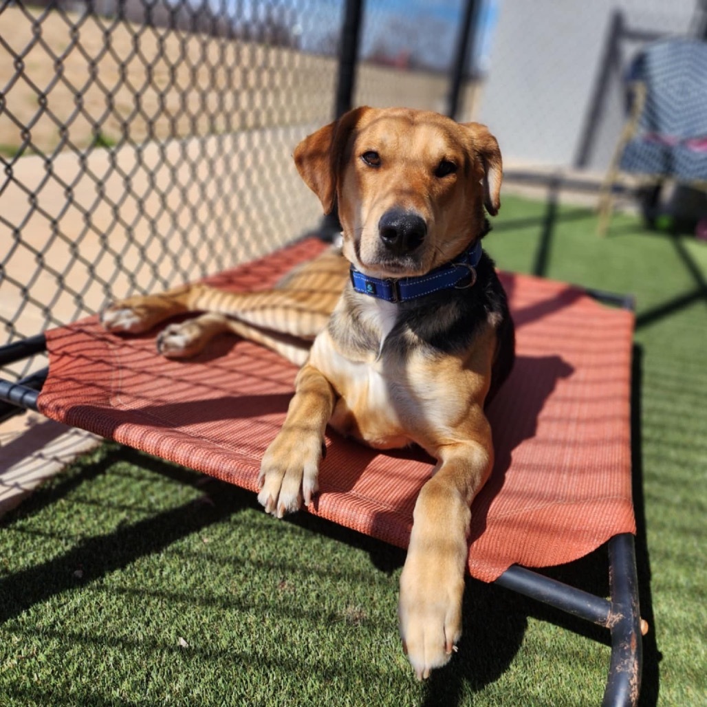 Moses, an adoptable Foxhound, Shepherd in Abilene, TX, 79602 | Photo Image 1