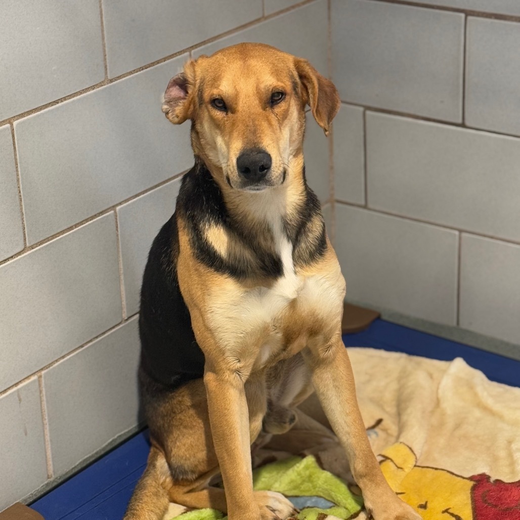Moses, an adoptable Foxhound, Shepherd in Abilene, TX, 79602 | Photo Image 2