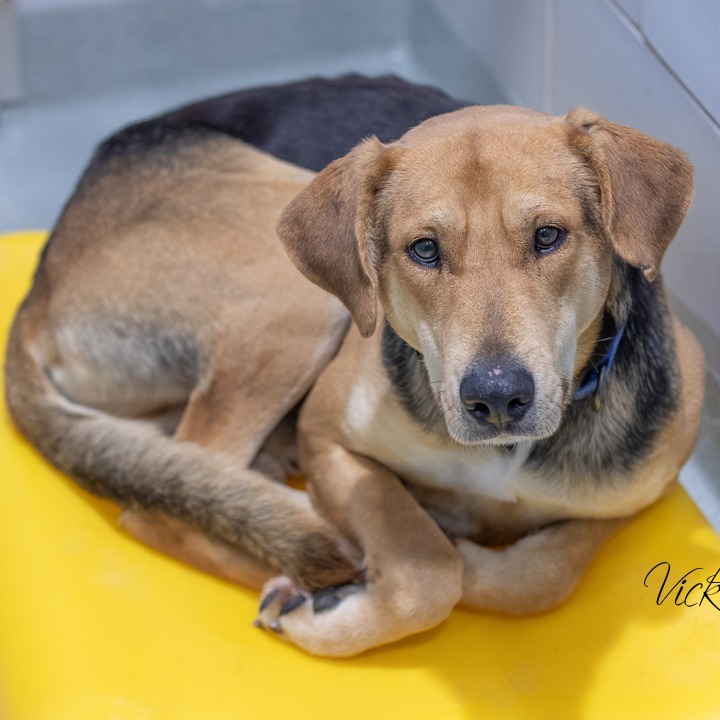 Moses, an adoptable Foxhound, Shepherd in Abilene, TX, 79602 | Photo Image 3
