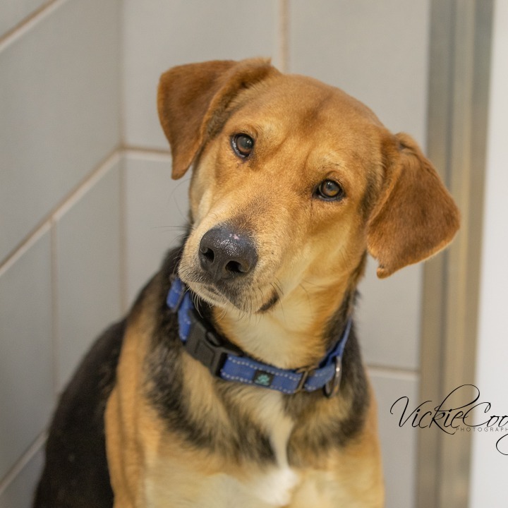 Moses, an adoptable Foxhound, Shepherd in Abilene, TX, 79602 | Photo Image 4