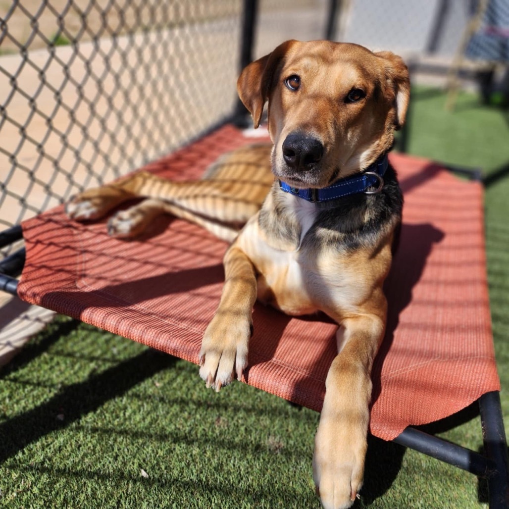 Moses, an adoptable Foxhound, Shepherd in Abilene, TX, 79602 | Photo Image 5
