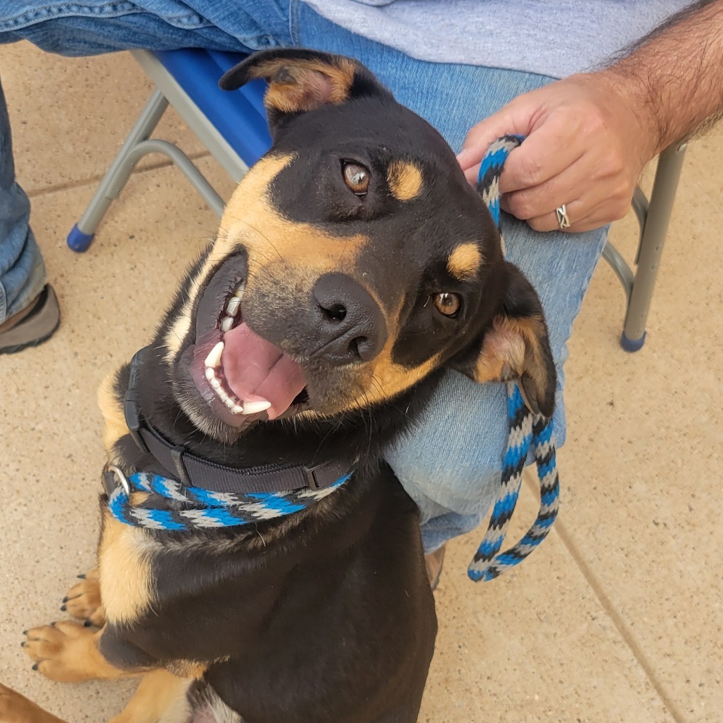 Liam, an adoptable Australian Kelpie, Black Labrador Retriever in Abilene, TX, 79602 | Photo Image 1