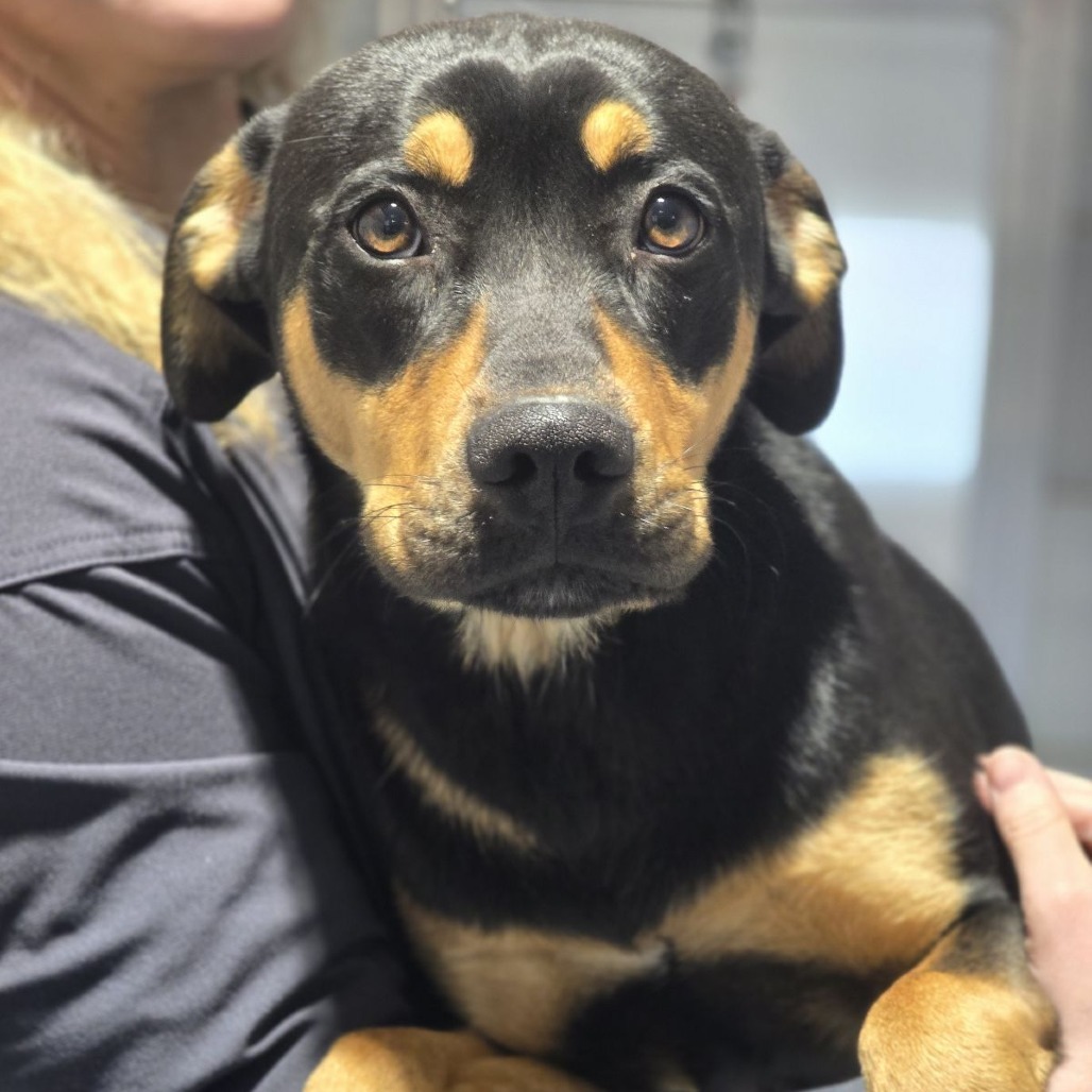 Liam, an adoptable Australian Kelpie, Black Labrador Retriever in Abilene, TX, 79602 | Photo Image 2