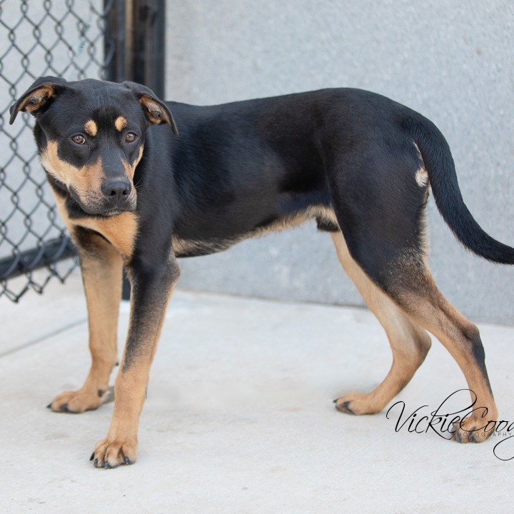 Liam, an adoptable Australian Kelpie, Black Labrador Retriever in Abilene, TX, 79602 | Photo Image 3