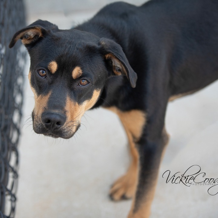Liam, an adoptable Australian Kelpie, Black Labrador Retriever in Abilene, TX, 79602 | Photo Image 4