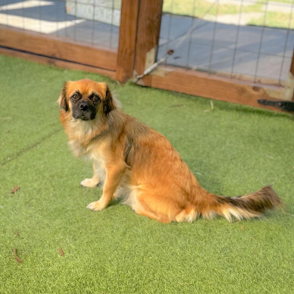 Lady 24-11-064, an adoptable Pekingese, Tibetan Spaniel in Bastrop, TX, 78602 | Photo Image 1