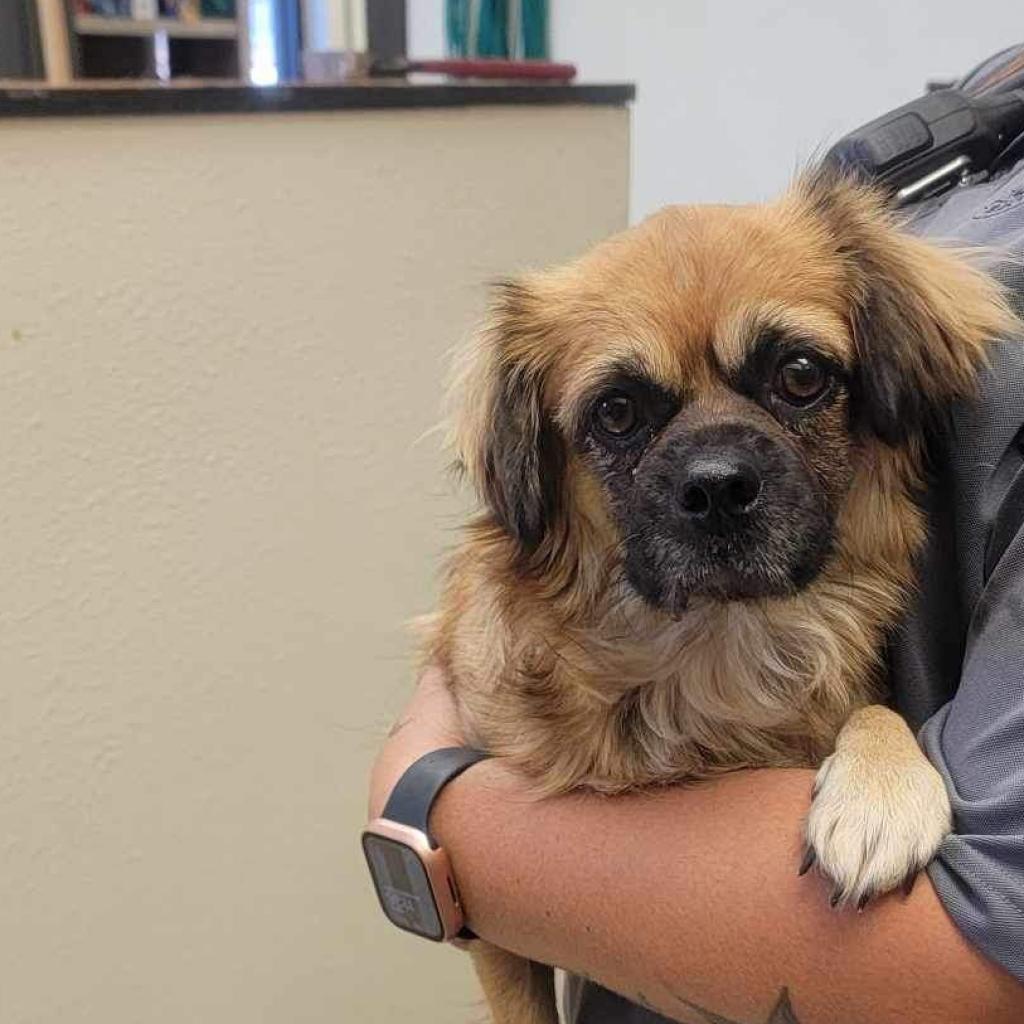 Lady 24-11-064, an adoptable Pekingese, Tibetan Spaniel in Bastrop, TX, 78602 | Photo Image 2