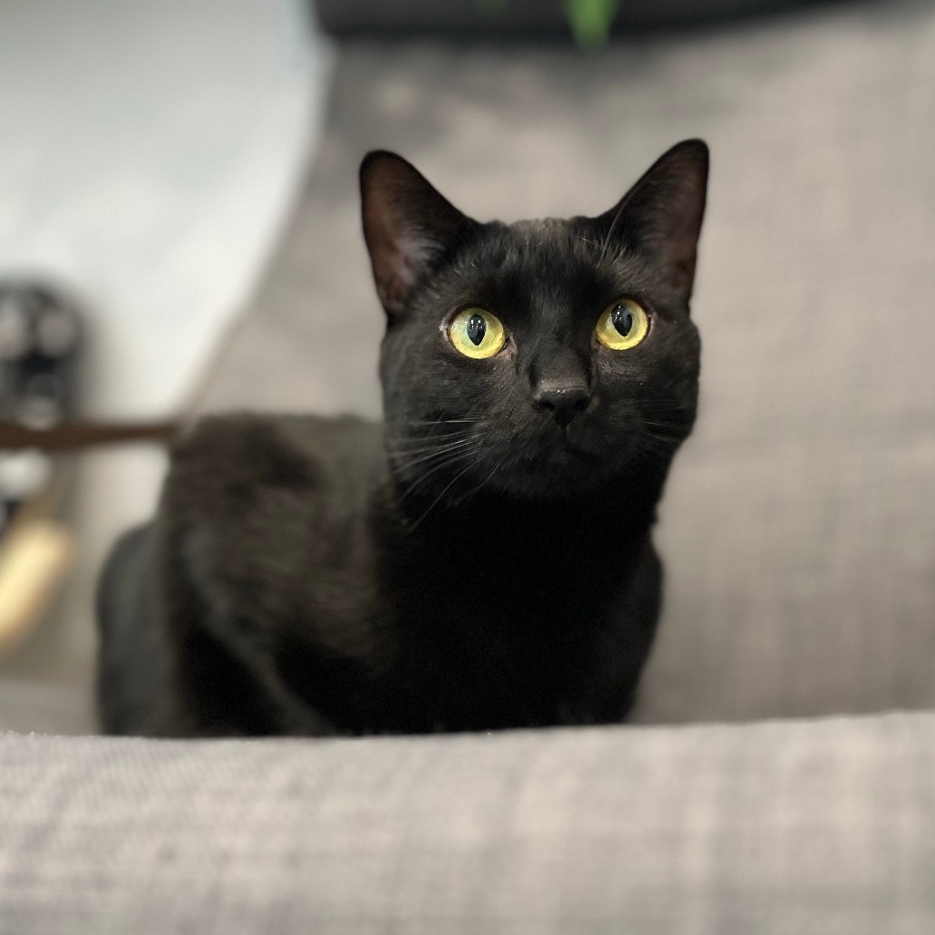 Kuma, an adoptable Domestic Short Hair in Calgary, AB, T3C 1W4 | Photo Image 1