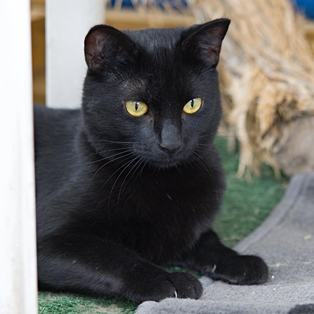 Kuma, an adoptable Domestic Short Hair in Calgary, AB, T3C 1W4 | Photo Image 2