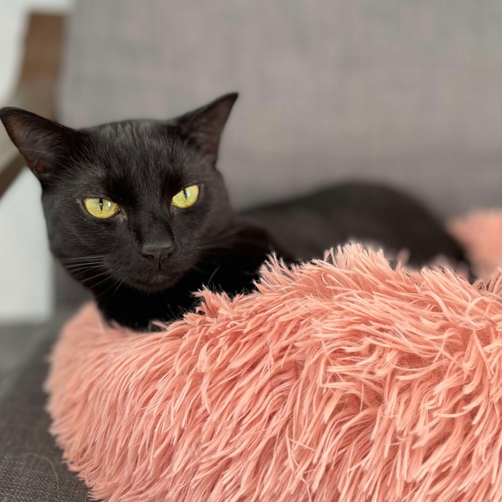 Kuma, an adoptable Domestic Short Hair in Calgary, AB, T3C 1W4 | Photo Image 3