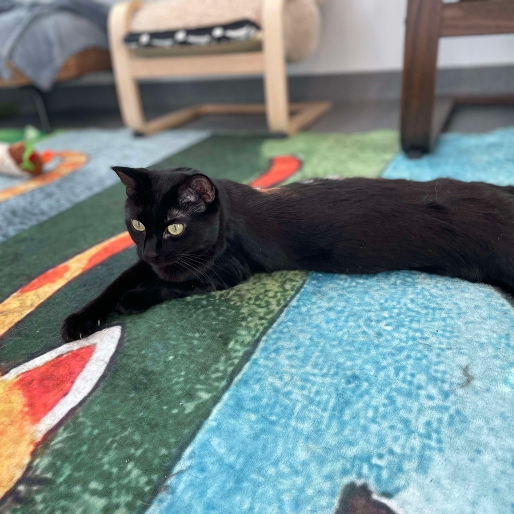Kuma, an adoptable Domestic Short Hair in Calgary, AB, T3C 1W4 | Photo Image 4