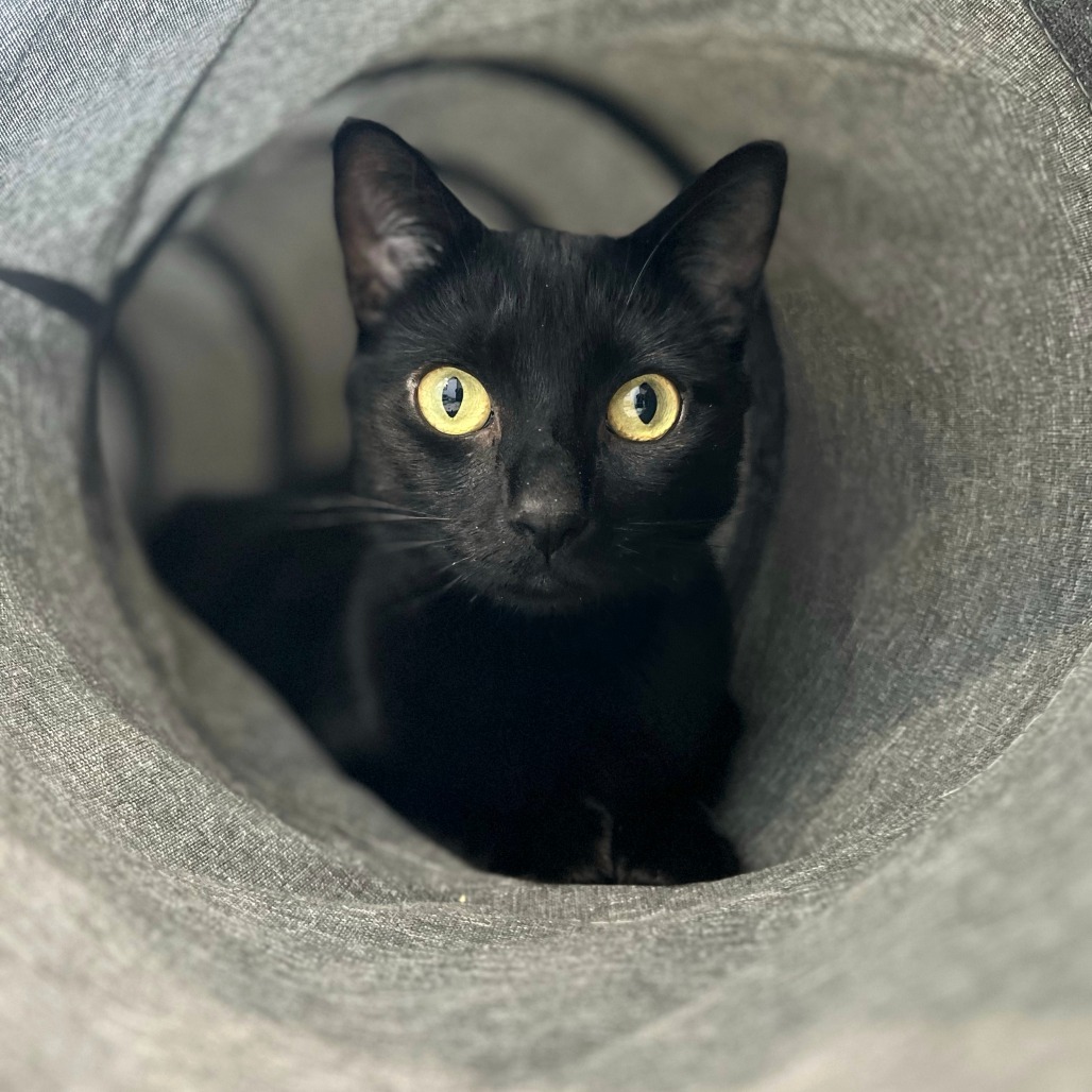 Kuma, an adoptable Domestic Short Hair in Calgary, AB, T3C 1W4 | Photo Image 5