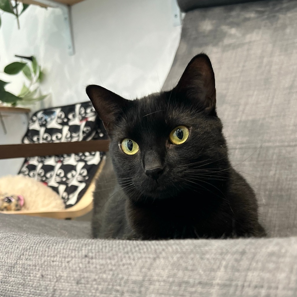 Kuma, an adoptable Domestic Short Hair in Calgary, AB, T3C 1W4 | Photo Image 6