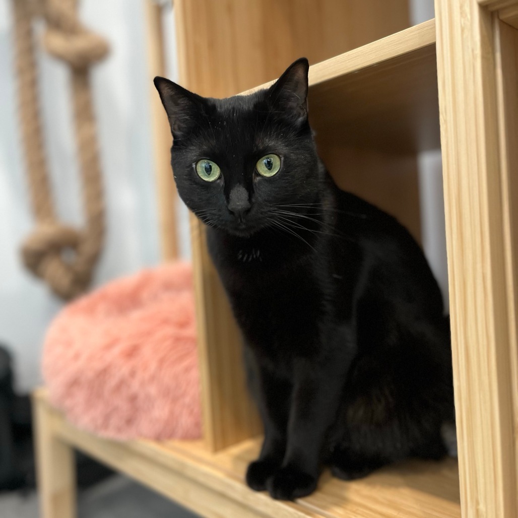 Alaye, an adoptable Domestic Short Hair in Calgary, AB, T3C 1W4 | Photo Image 1