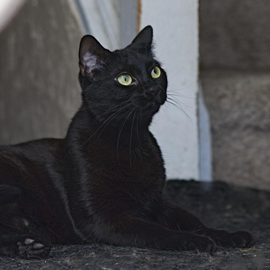 Alaye, an adoptable Domestic Short Hair in Calgary, AB, T3C 1W4 | Photo Image 2