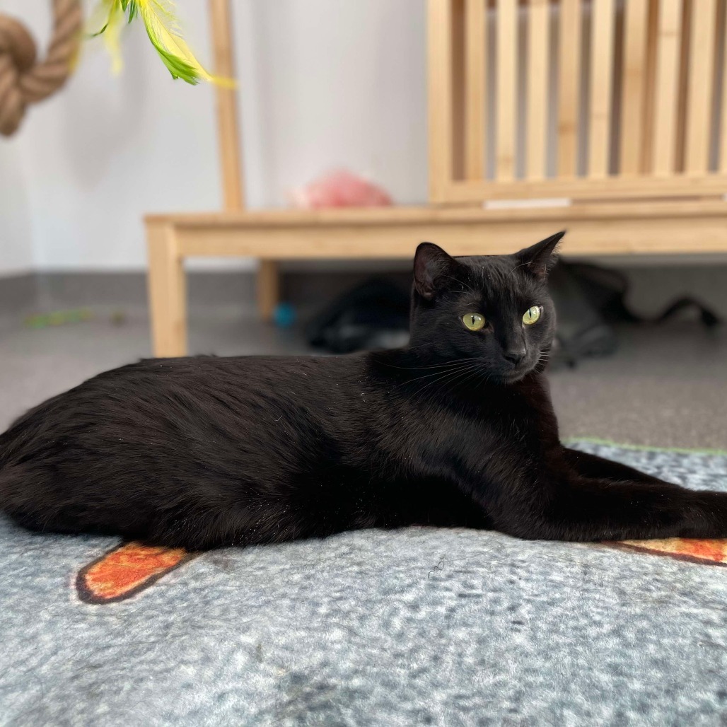 Alaye, an adoptable Domestic Short Hair in Calgary, AB, T3C 1W4 | Photo Image 3