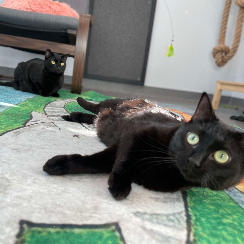 Alaye, an adoptable Domestic Short Hair in Calgary, AB, T3C 1W4 | Photo Image 4