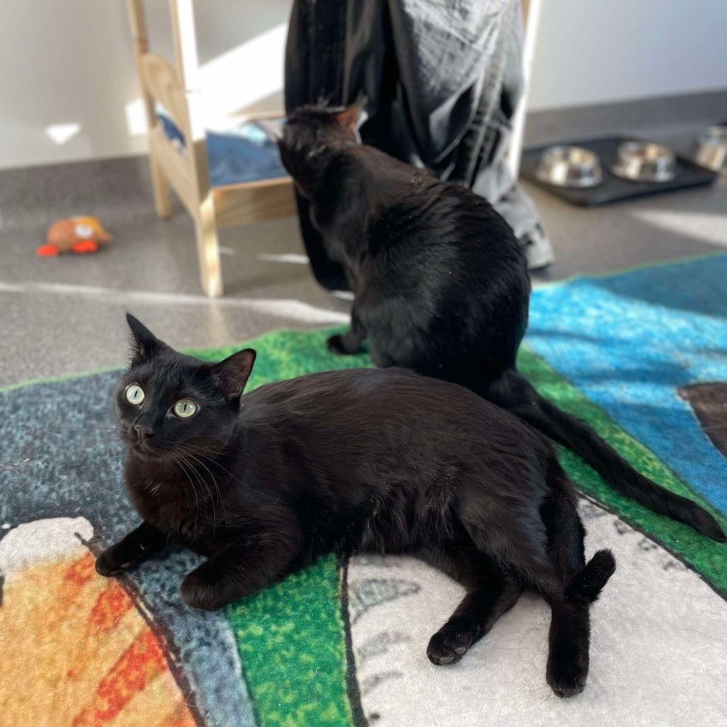 Alaye, an adoptable Domestic Short Hair in Calgary, AB, T3C 1W4 | Photo Image 5