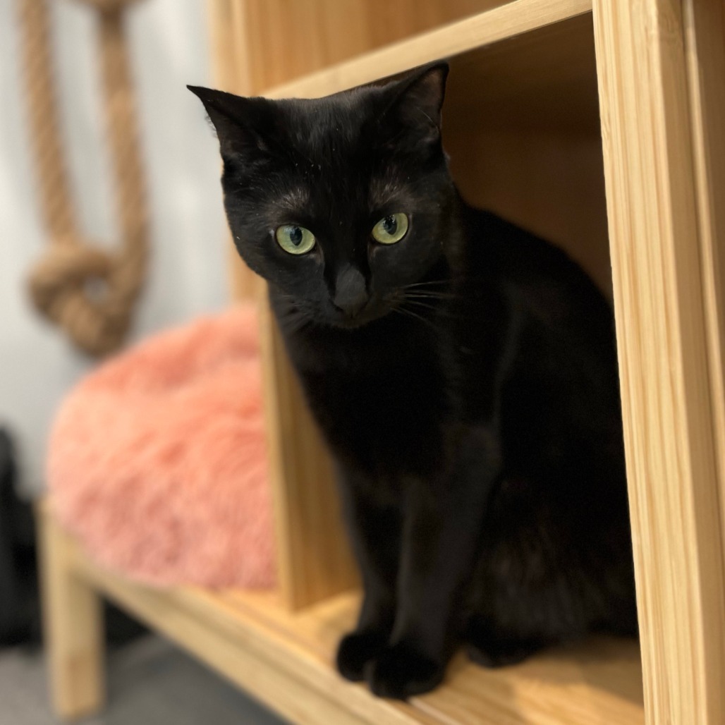 Alaye, an adoptable Domestic Short Hair in Calgary, AB, T3C 1W4 | Photo Image 6