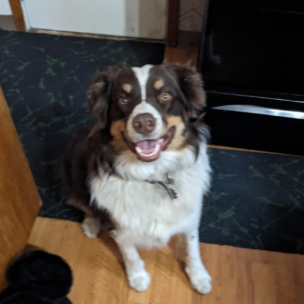 Butters, an adoptable Australian Shepherd in Ada, MN, 56510 | Photo Image 1