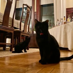 Blitz (aka Cathy), Young Male American Shorthair