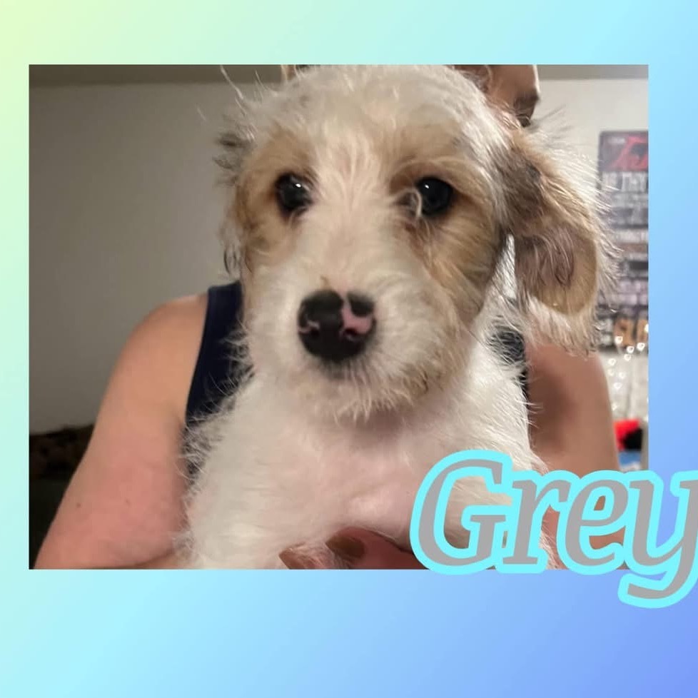 Grey (Dallas)