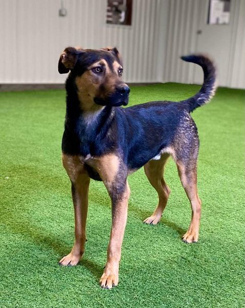 Ernesto, an adoptable German Shepherd Dog in San Angelo , TX, 76904 | Photo Image 1