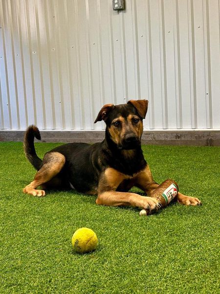 Ernesto, an adoptable German Shepherd Dog in San Angelo , TX, 76904 | Photo Image 2
