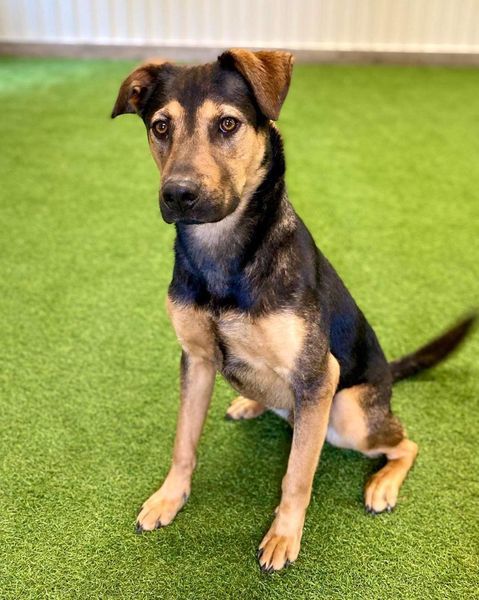 Ernesto, an adoptable German Shepherd Dog in San Angelo , TX, 76904 | Photo Image 3