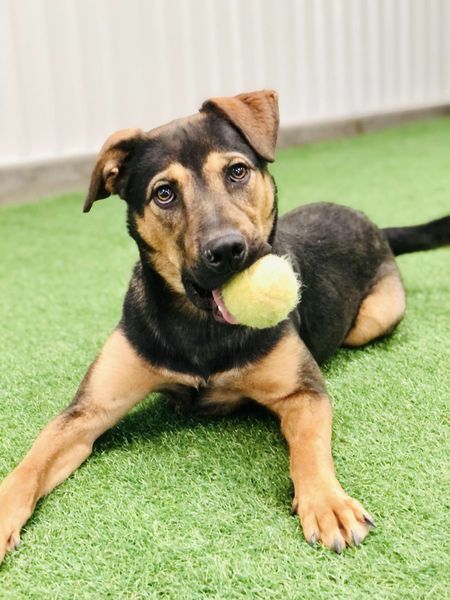 Ernesto, an adoptable German Shepherd Dog in San Angelo , TX, 76904 | Photo Image 4