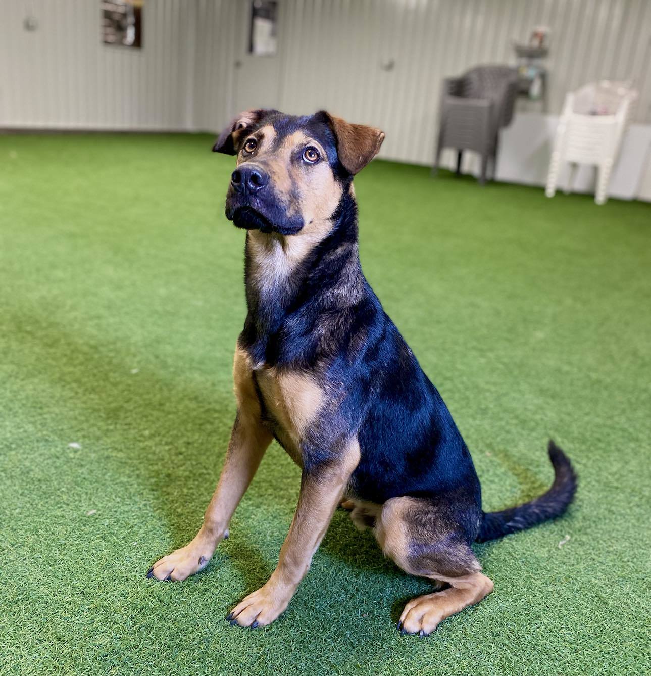Ernesto, an adoptable German Shepherd Dog in San Angelo , TX, 76904 | Photo Image 5