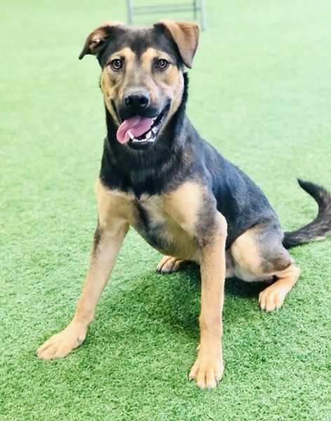 Ernesto, an adoptable German Shepherd Dog in San Angelo , TX, 76904 | Photo Image 6