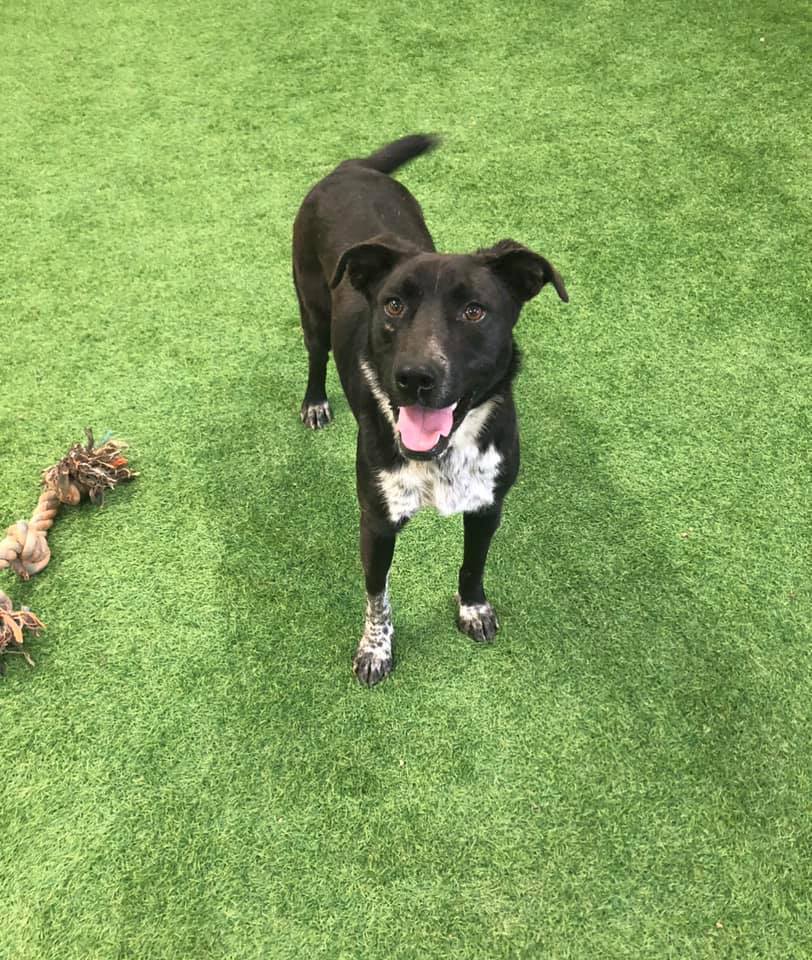Lucy, an adoptable Pit Bull Terrier, Australian Cattle Dog / Blue Heeler in San Angelo , TX, 76904 | Photo Image 1