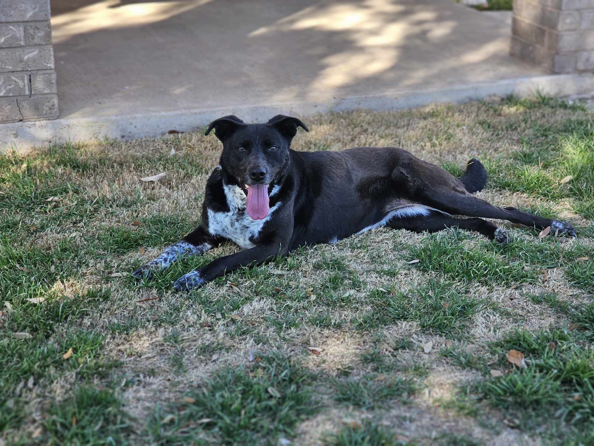 Lucy, an adoptable Pit Bull Terrier, Australian Cattle Dog / Blue Heeler in San Angelo , TX, 76904 | Photo Image 1