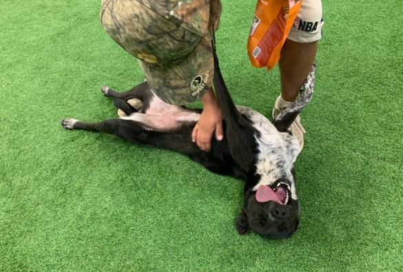 Lucy, an adoptable Pit Bull Terrier, Australian Cattle Dog / Blue Heeler in San Angelo , TX, 76904 | Photo Image 3
