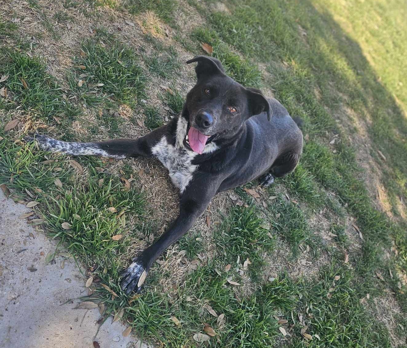 Lucy, an adoptable Pit Bull Terrier, Australian Cattle Dog / Blue Heeler in San Angelo , TX, 76904 | Photo Image 3