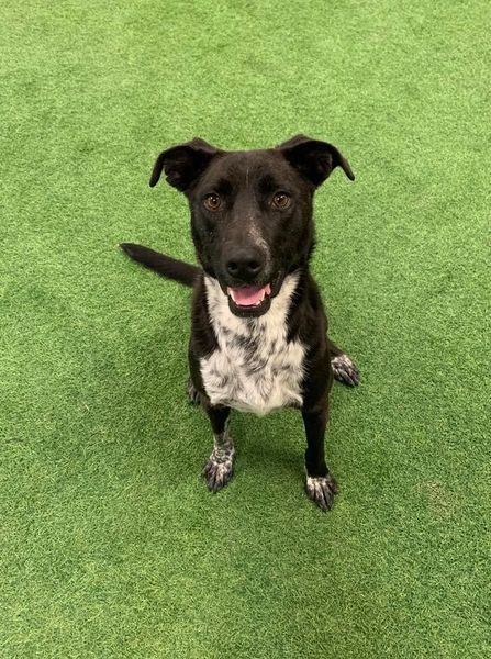 Lucy, an adoptable Pit Bull Terrier, Australian Cattle Dog / Blue Heeler in San Angelo , TX, 76904 | Photo Image 4