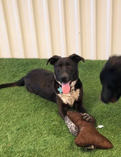 Lucy, an adoptable Pit Bull Terrier, Australian Cattle Dog / Blue Heeler in San Angelo , TX, 76904 | Photo Image 5