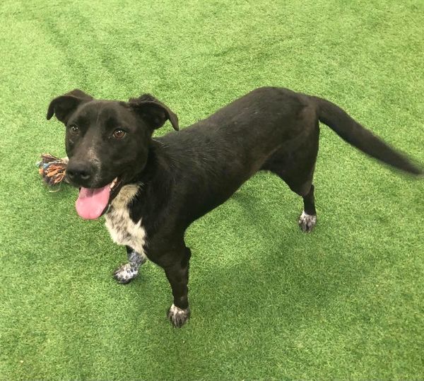 Lucy, an adoptable Pit Bull Terrier, Australian Cattle Dog / Blue Heeler in San Angelo , TX, 76904 | Photo Image 5