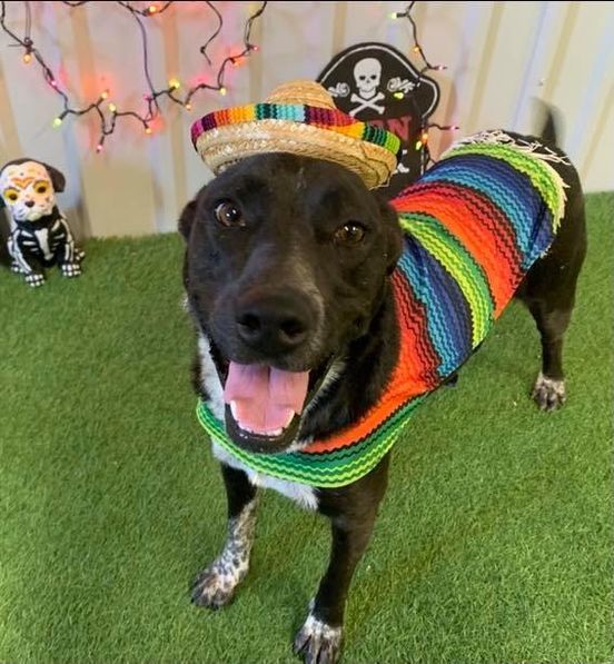 Lucy, an adoptable Pit Bull Terrier, Australian Cattle Dog / Blue Heeler in San Angelo , TX, 76904 | Photo Image 6