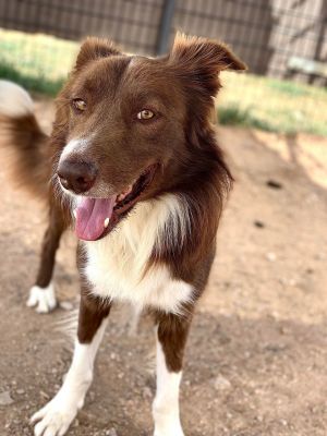 Max, Adult Male Border Collie