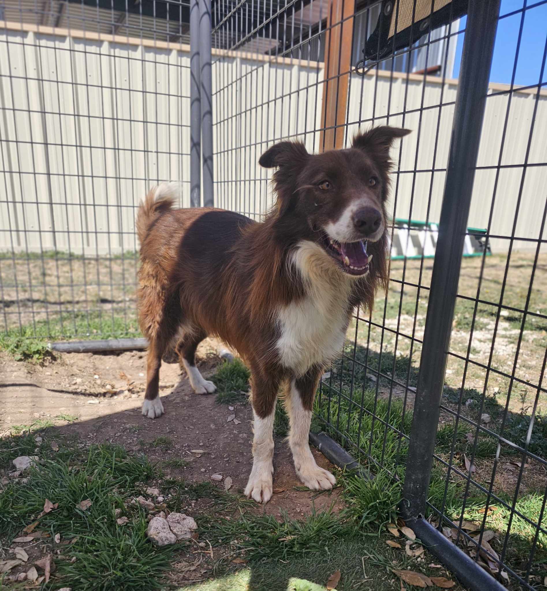 Max, an adoptable Border Collie in San Angelo , TX, 76904 | Photo Image 2