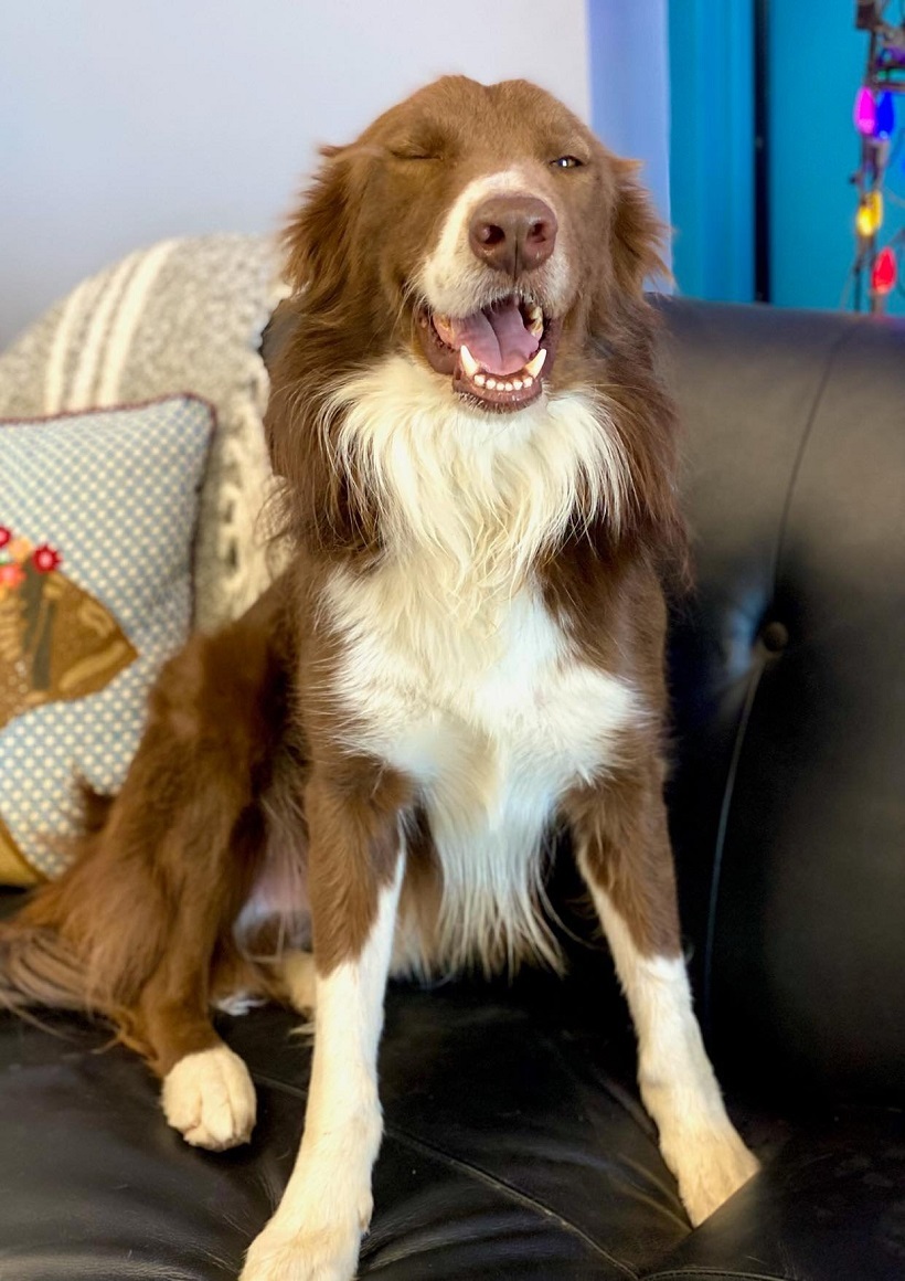 Max, an adoptable Border Collie in San Angelo , TX, 76904 | Photo Image 3